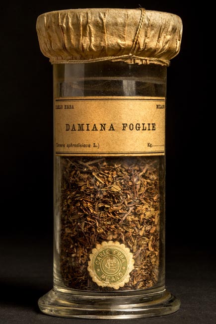 DAMIANA - foglie